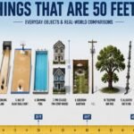15 Common Things That Are 50 Feet Long - 2026 (With Real-Life Comparisons)